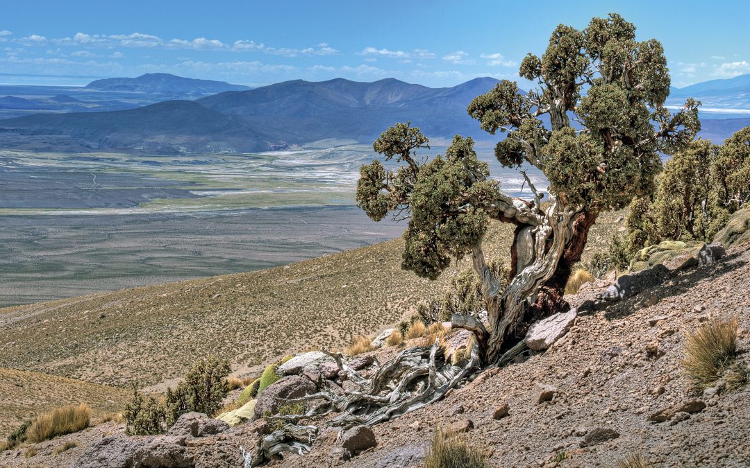 Experiencia Teknoriego: Cómo producir plantas nativas en zonas hostiles para restaurar ecosistemas 