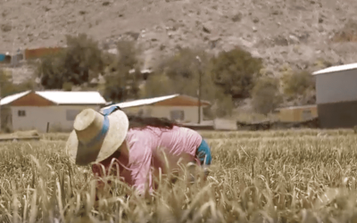 El rol de las comunidades en la restauración ambiental: ¿Aliado estratégico o foco de conflicto?